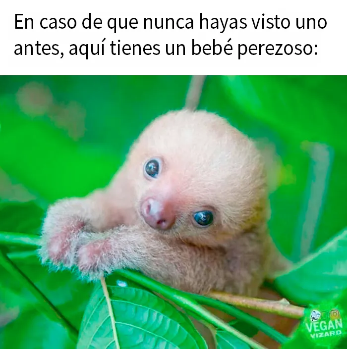 20 Publicaciones reconfortantes para alegrarte un poco el día