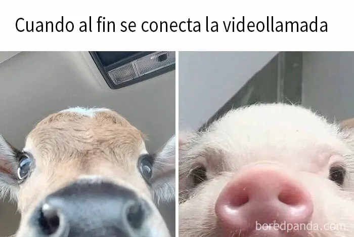 20 Publicaciones reconfortantes para alegrarte un poco el día
