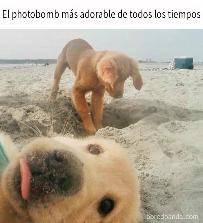 20 Divertidos memes compartidos por esta página con 9,6 millones de seguidores