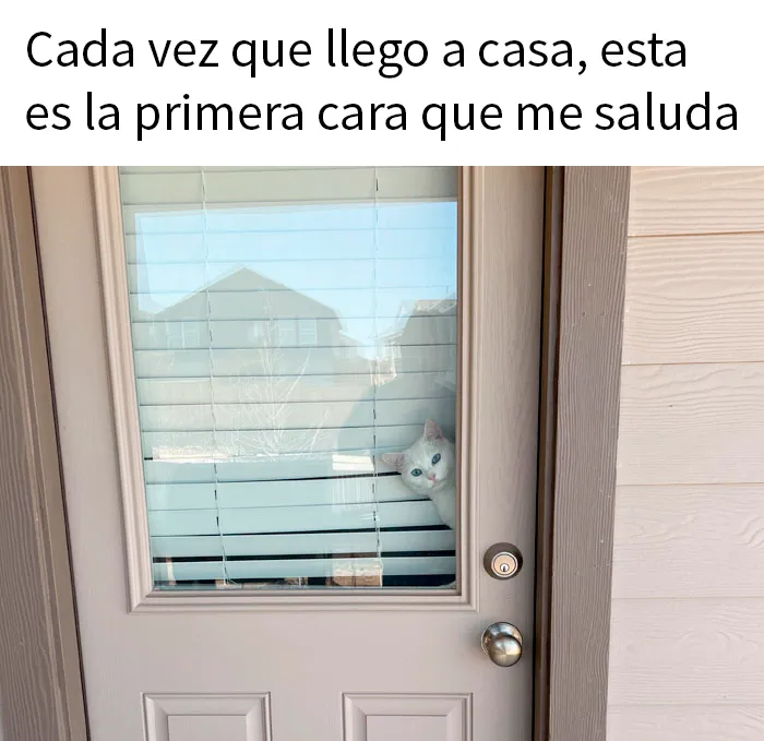 20 Publicaciones para alegrarte un poco el día