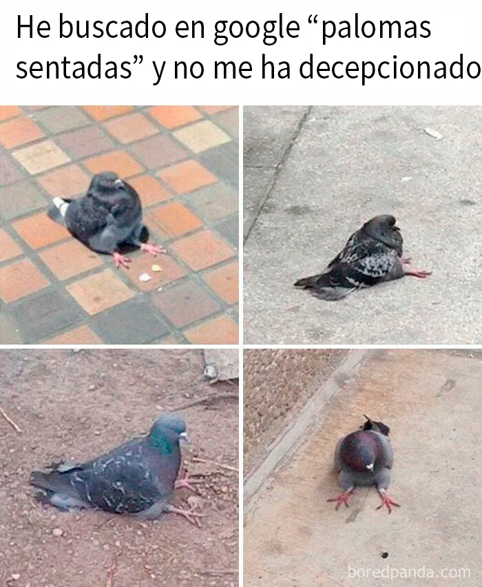 20 Memes divertidos y ocurrentes creados por "Tank Sinatra"