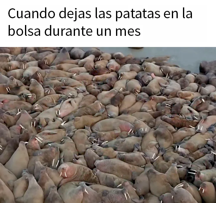 20 Divertidos memes para alegrarte el día