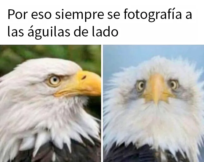 20 Divertidos memes para alegrarte el día