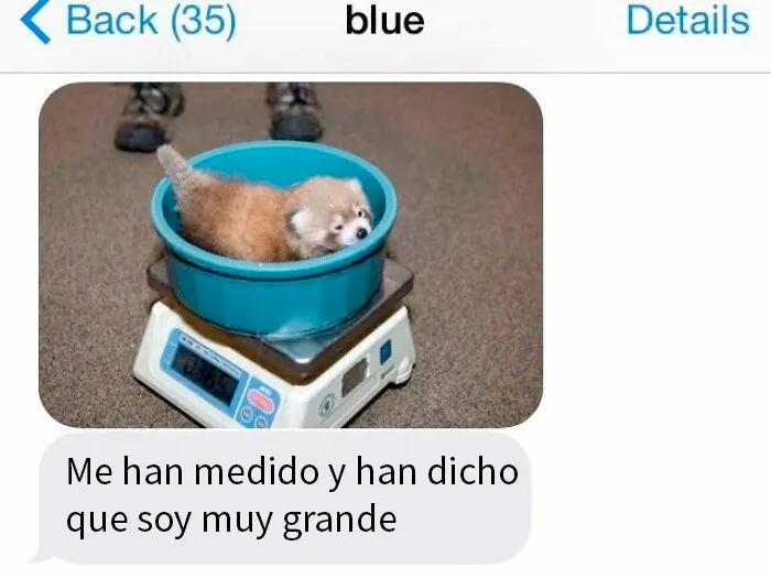 20 Divertidos y reconfortantes memes de animales para alegrarte el día