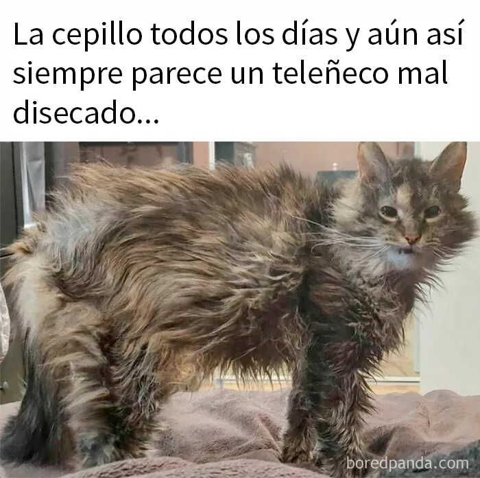 20 Divertidos y reconfortantes memes de animales para alegrarte el día