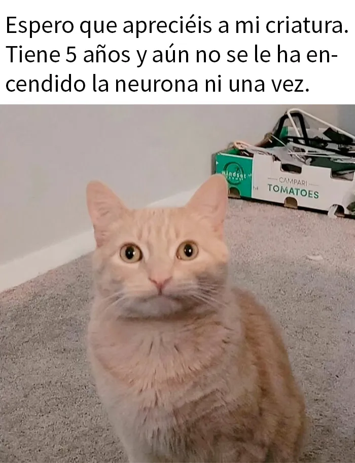 20 Divertidos y reconfortantes memes de animales para alegrarte el día