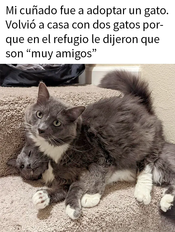 20 Divertidos y reconfortantes memes de animales para alegrarte el día