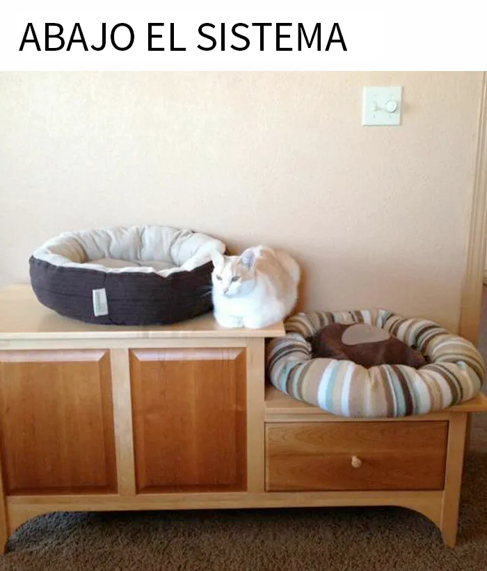 20 Divertidos y reconfortantes memes de animales para alegrarte el día