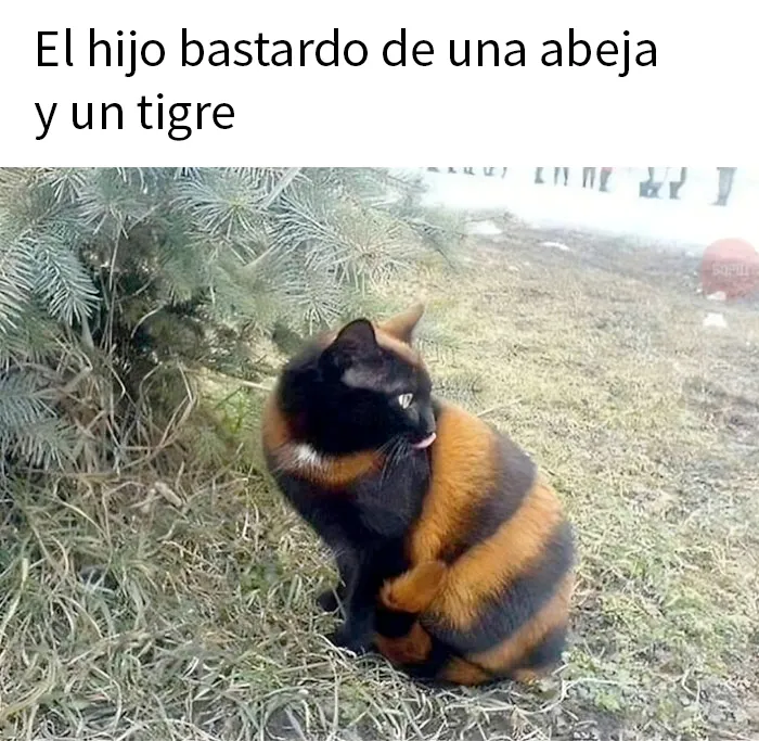 20 Divertidos y reconfortantes memes de animales para alegrarte el día