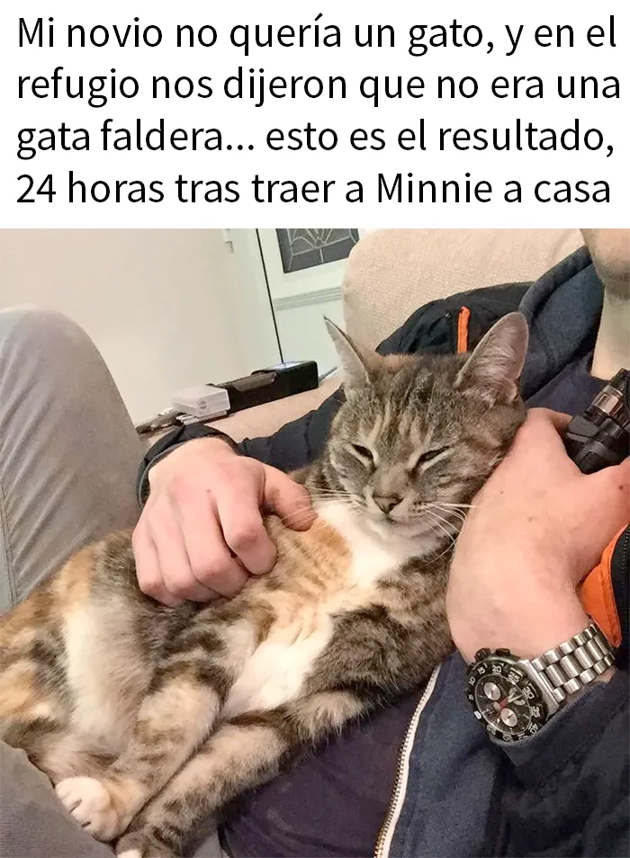 20 Divertidos y reconfortantes memes de animales para alegrarte el día