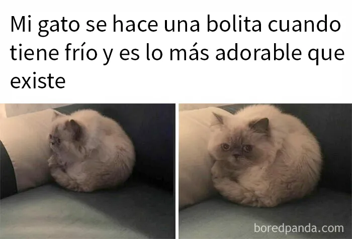 20 Divertidos y reconfortantes memes de animales para alegrarte el día
