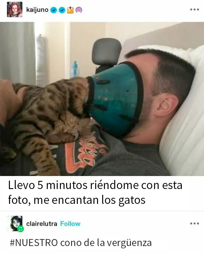 20 Divertidos y reconfortantes memes de animales para alegrarte el día