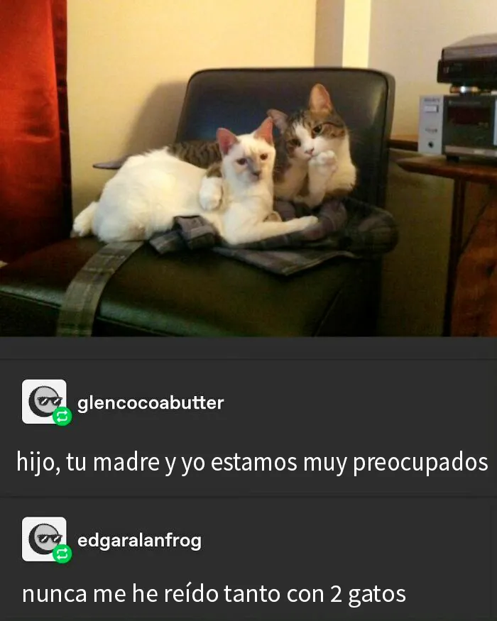 20 Divertidos y reconfortantes memes de animales para alegrarte el día