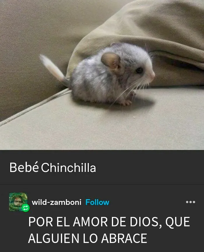 20 Divertidos y reconfortantes memes de animales para alegrarte el día