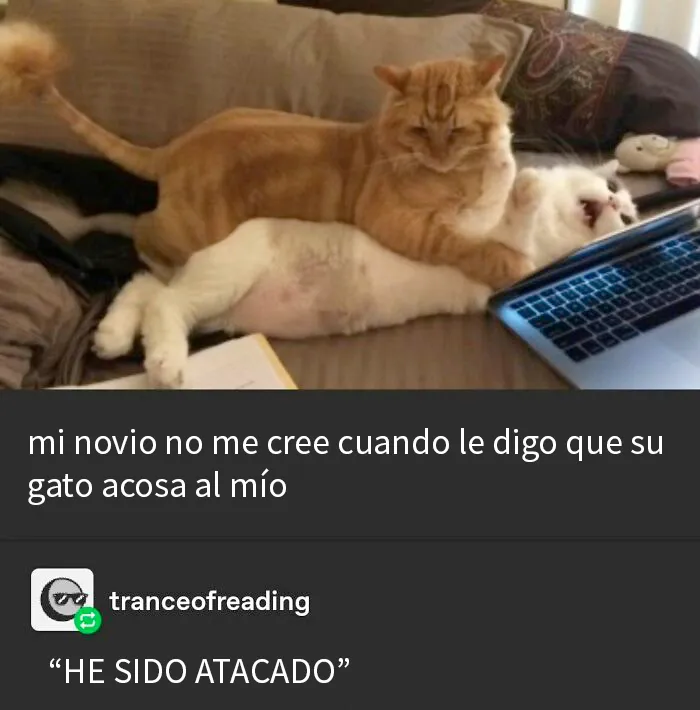 20 Divertidos y reconfortantes memes de animales para alegrarte el día