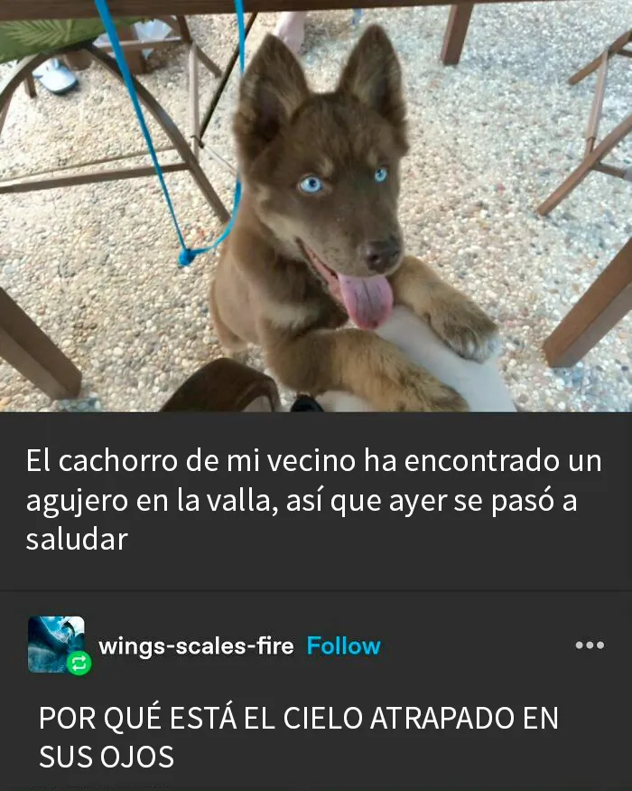 20 Divertidos y reconfortantes memes de animales para alegrarte el día