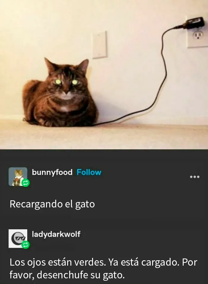 20 Divertidos y reconfortantes memes de animales para alegrarte el día