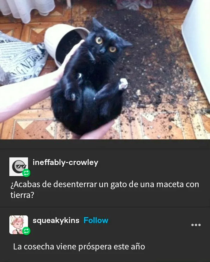 20 Divertidos y reconfortantes memes de animales para alegrarte el día