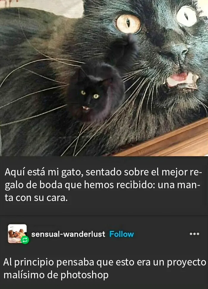 20 Divertidos y reconfortantes memes de animales para alegrarte el día