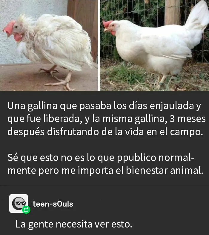 20 Divertidos y reconfortantes memes de animales para alegrarte el día