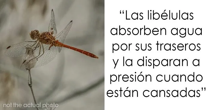 24 Datos interesantes que nadie preguntó, pero disfrutarás igual