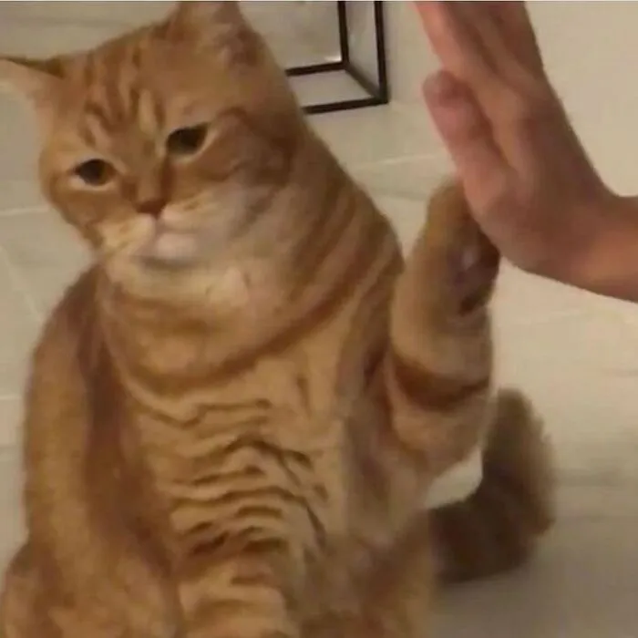 26 Fotos de gatos adorables para animarte si llevas un mal día