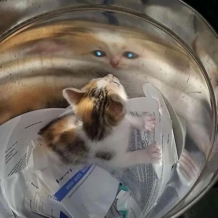 26 Fotos de gatos adorables para animarte si llevas un mal día