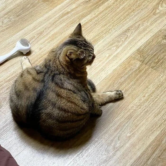 26 Fotos de gatos adorables para animarte si llevas un mal día