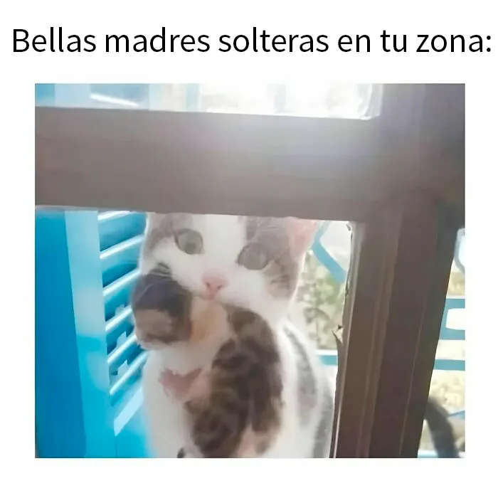 20 Divertidos memes de gatos que entretienen más que Netflix