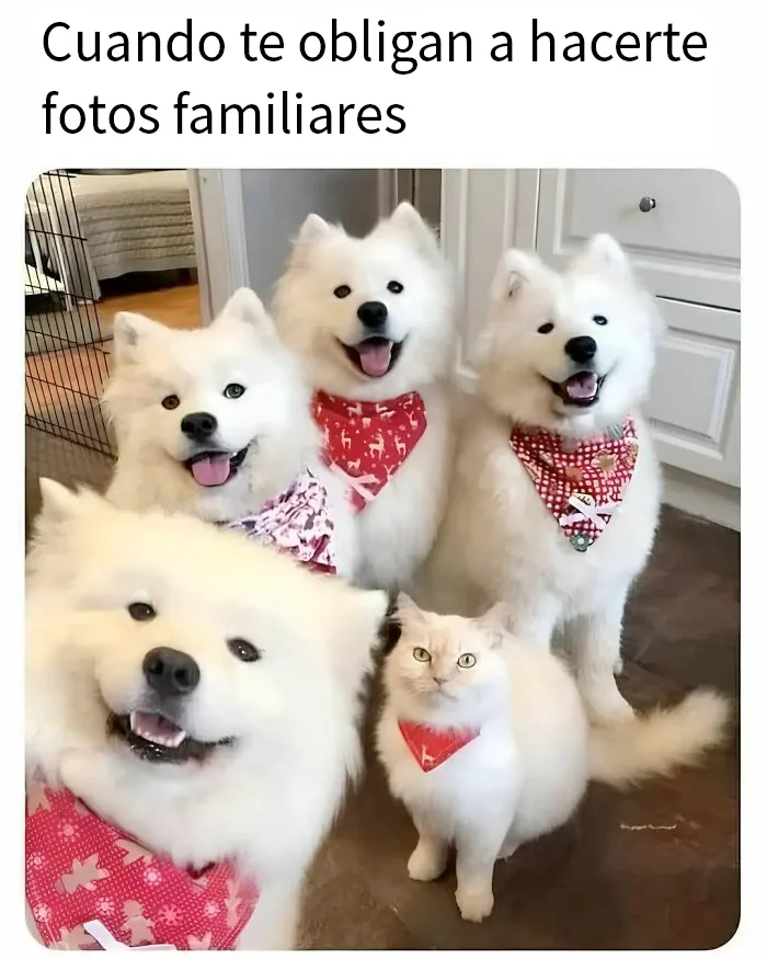20 Divertidos memes de gatos que entretienen más que Netflix