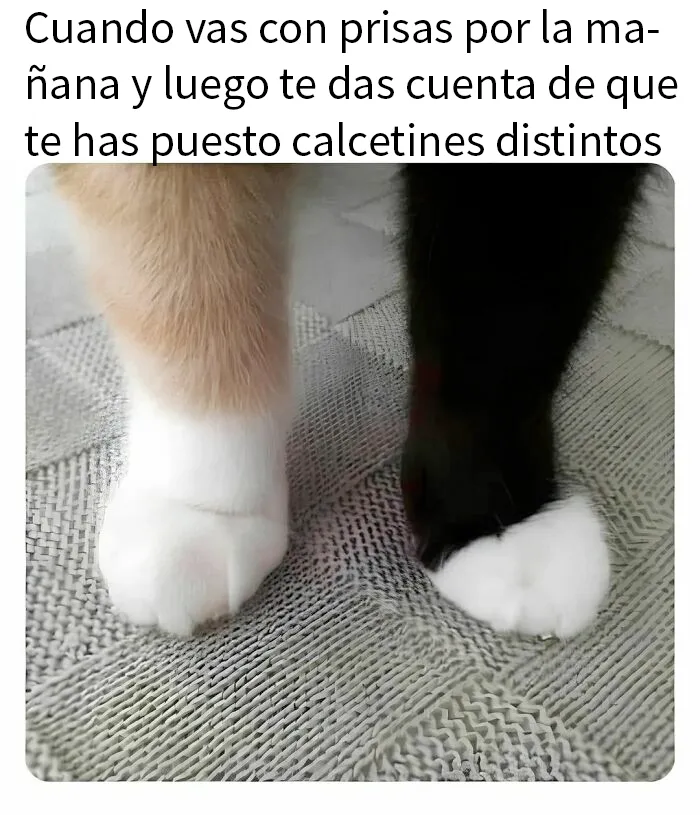 20 Divertidos memes de gatos que entretienen más que Netflix