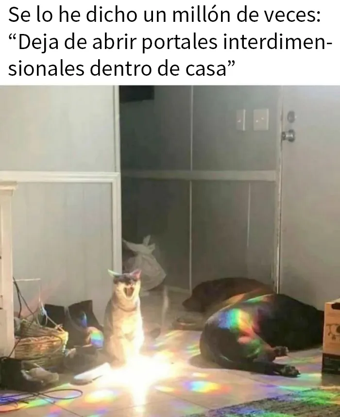 20 Divertidos memes de gatos que entretienen más que Netflix