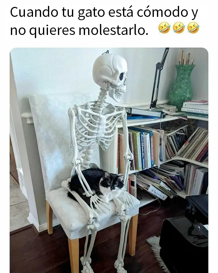 20 Divertidos memes de gatos que entretienen más que Netflix