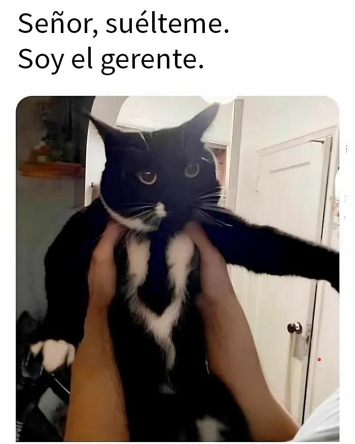 20 Divertidos memes de gatos que entretienen más que Netflix