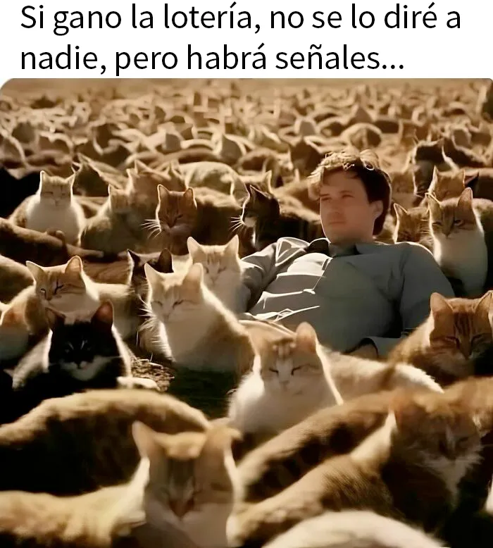 20 Divertidos memes de gatos que entretienen más que Netflix