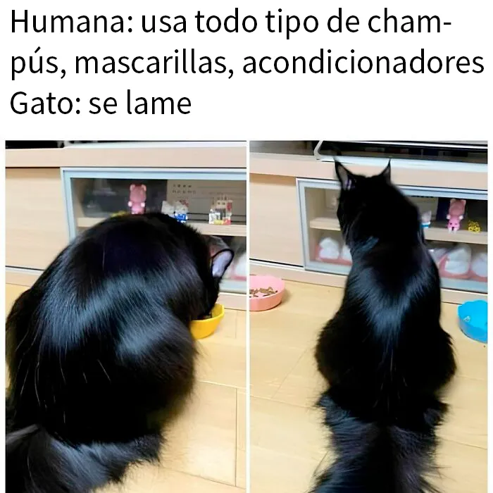 20 Divertidos memes de gatos que entretienen más que Netflix