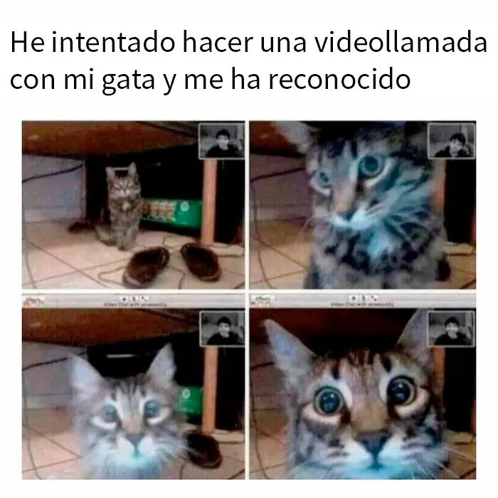20 Divertidos memes de gatos que entretienen más que Netflix