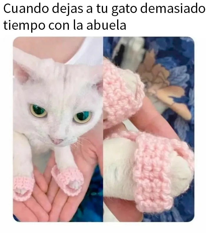 20 Divertidos memes de gatos que entretienen más que Netflix