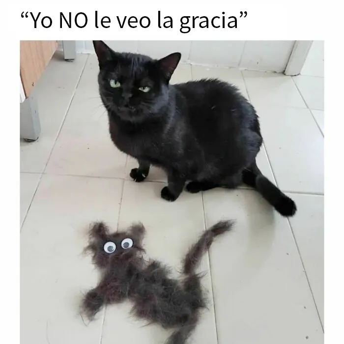 20 Divertidos memes de gatos que entretienen más que Netflix