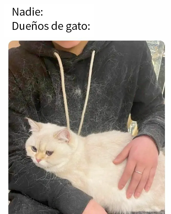 20 Divertidos memes de gatos que entretienen más que Netflix