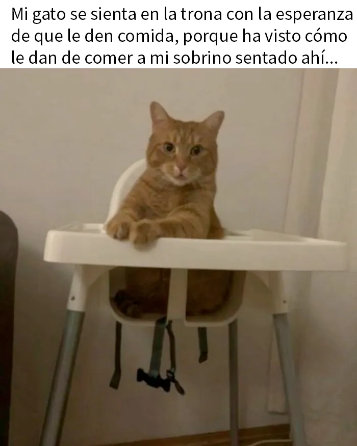 20 Divertidos memes de gatos que entretienen más que Netflix