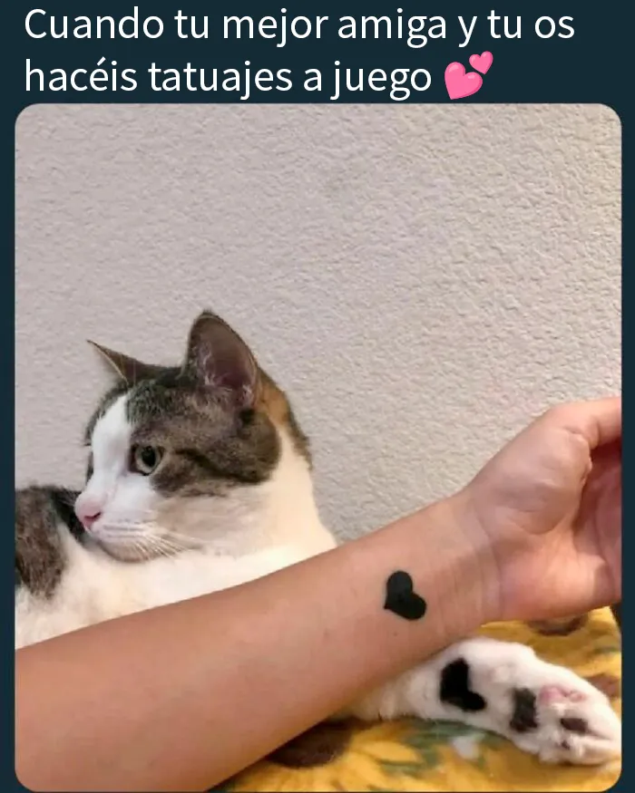 20 Divertidos memes de gatos que entretienen más que Netflix