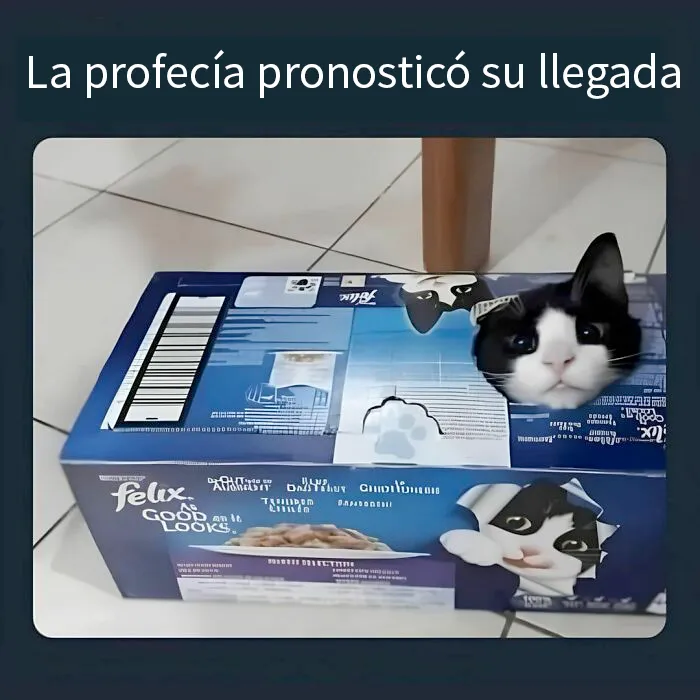 20 Divertidos memes de gatos que entretienen más que Netflix