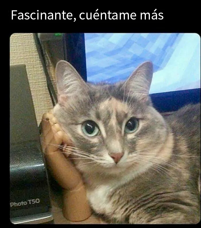 20 Divertidos memes de gatos que entretienen más que Netflix