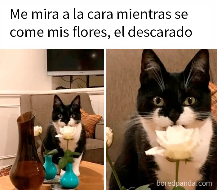 Ten cuidado, algunas plantas y flores son venenosas para ellos