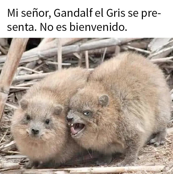 "Un meme para gobernarlos a todos": 20 Divertidos memes creados por fans del Señor de los Anillos