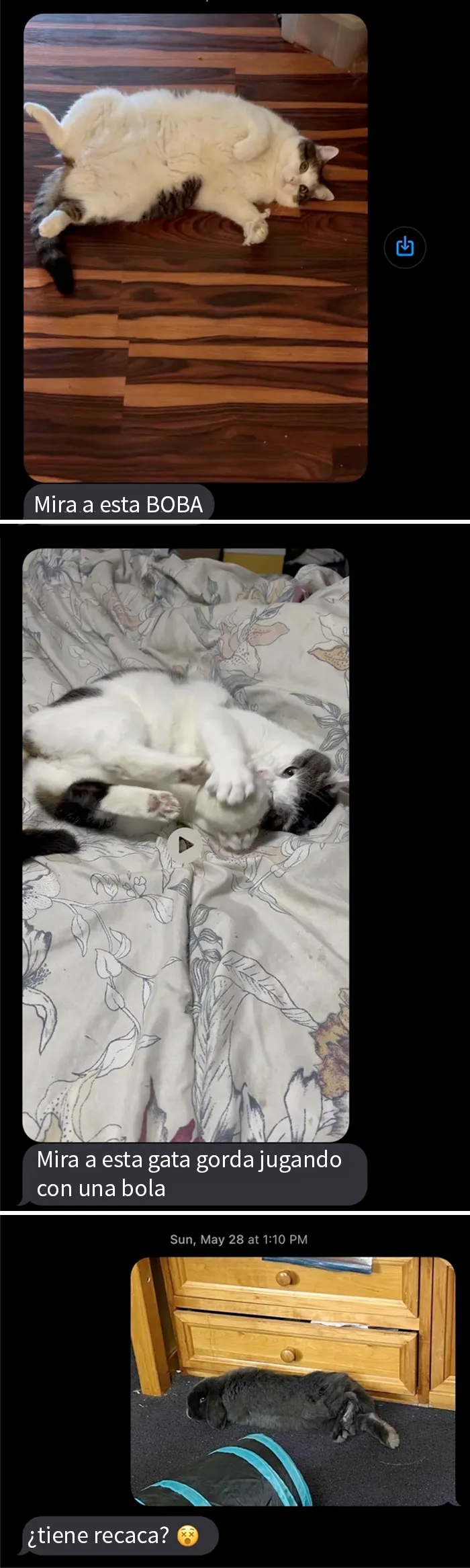 Mi madre y sus mensajes metiéndose con la gata