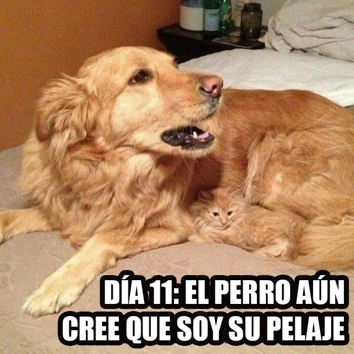 25 Memes de gatos tan divertidos como adorables (nuevas imágenes)