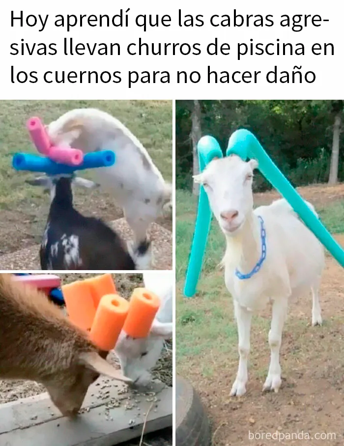 20 Memes llenos de humor "absurdo", por si es lo que necesitas hoy
