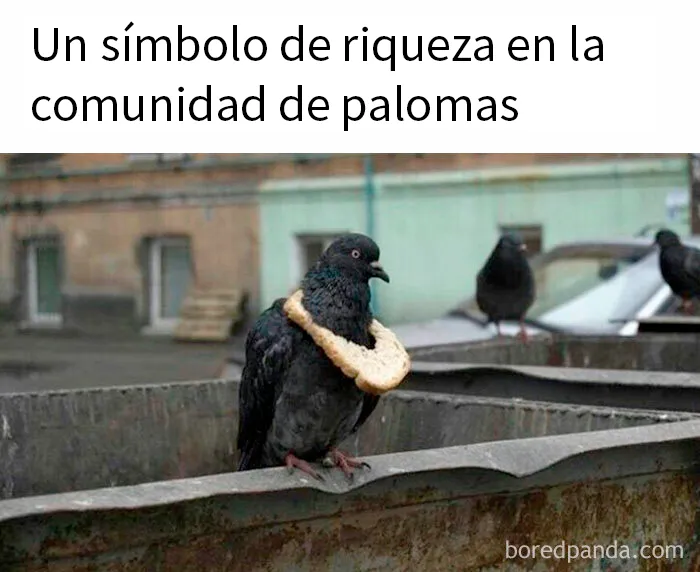 20 Divertidos memes por si necesitas reírte hoy